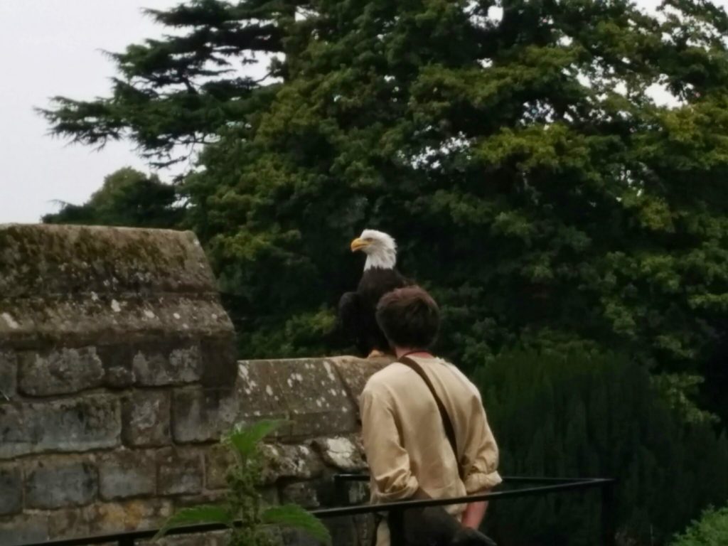Bald Eagle at The Mound