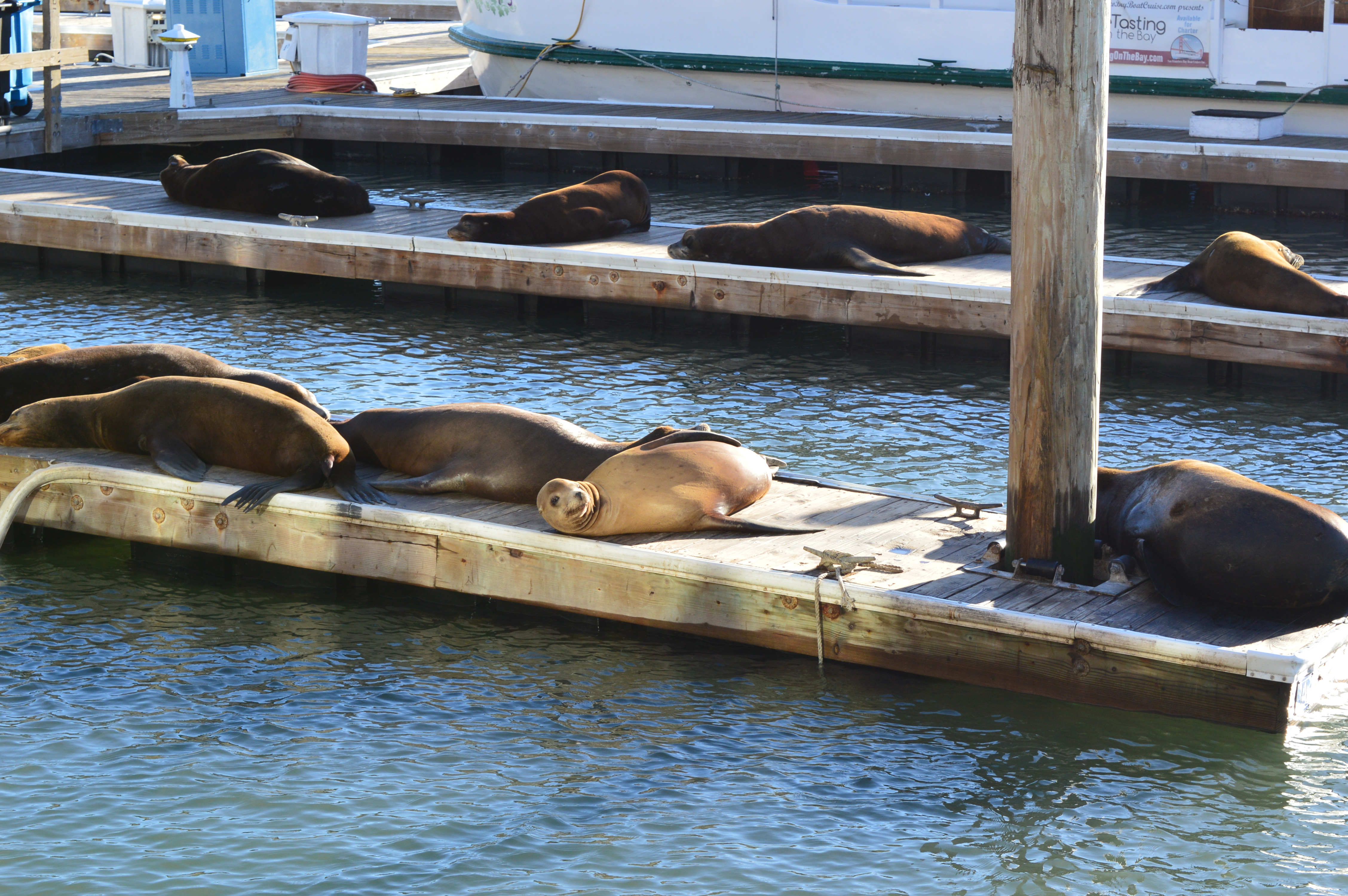 Sea lions at pier 39 San Francisco