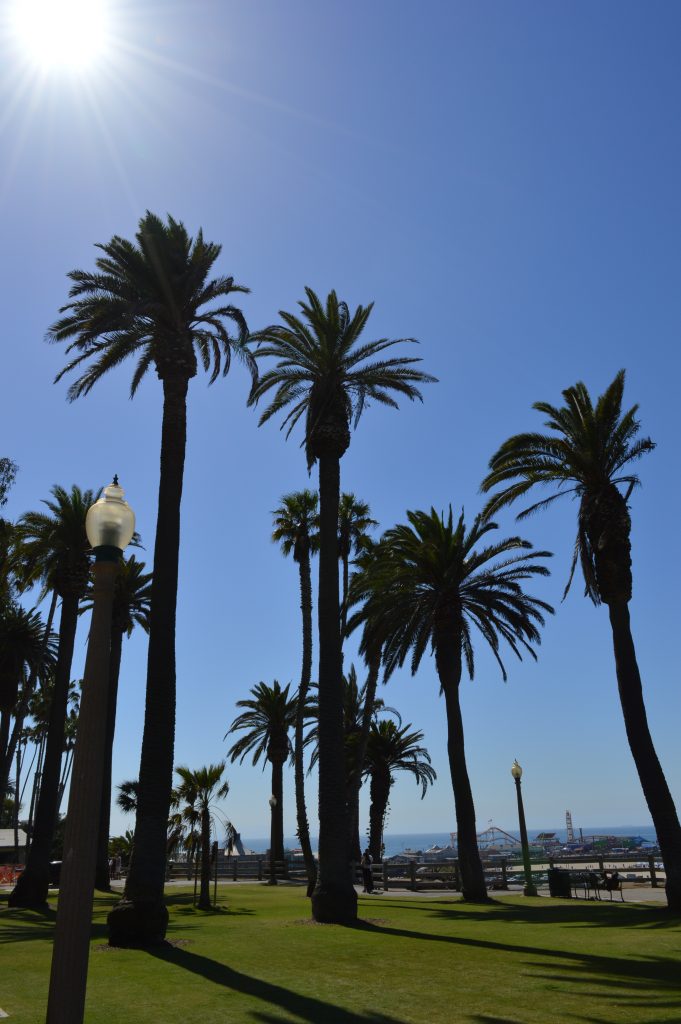 Santa Monica palm trees