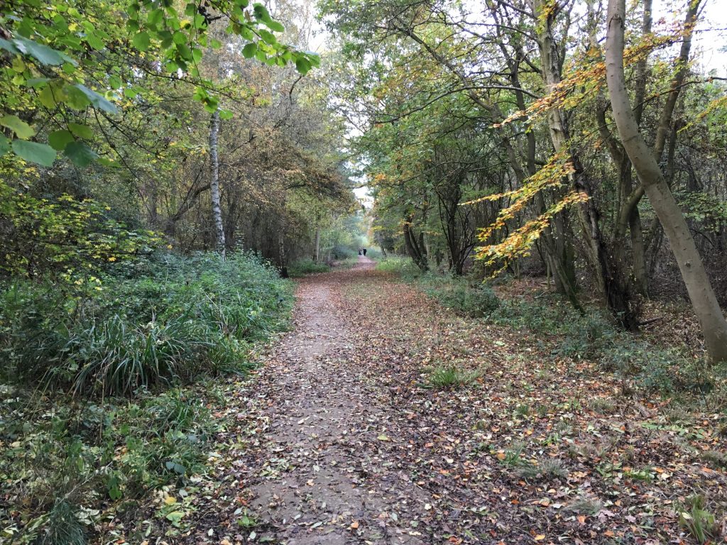 Salcey Forest church path walk